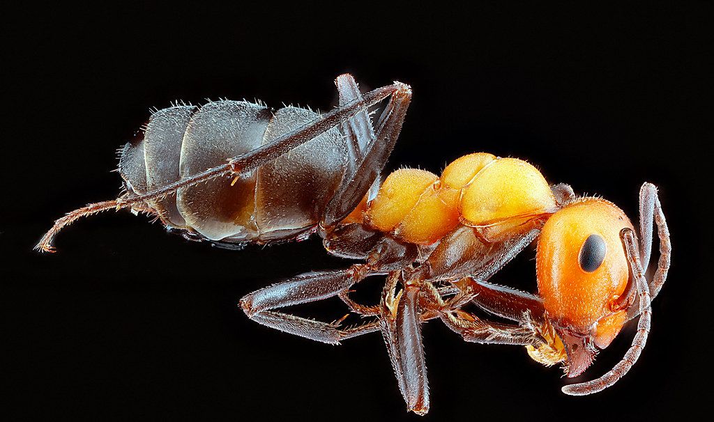 Ant Control service in Santa Cruz, CA