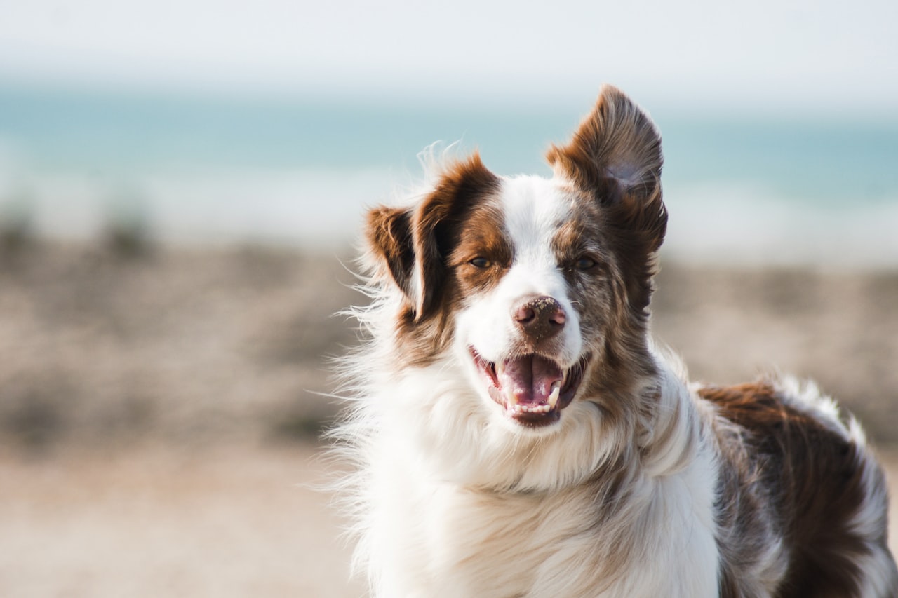 Flea & Tick Control service in Santa Cruz, CA