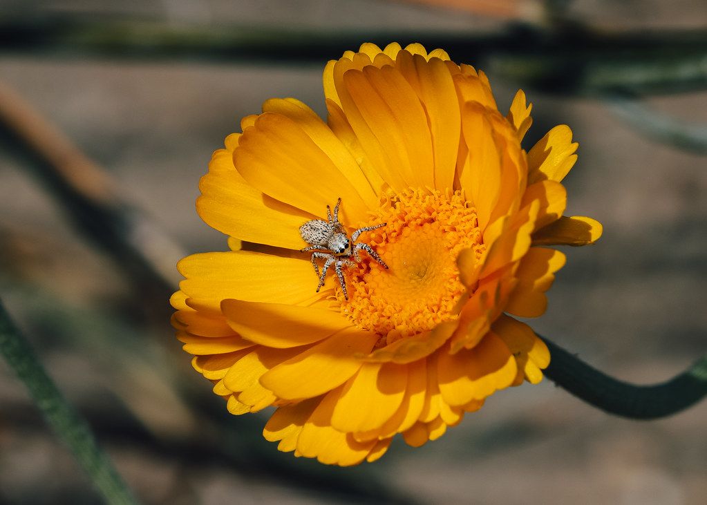 Spider Control service in Santa Cruz, CA